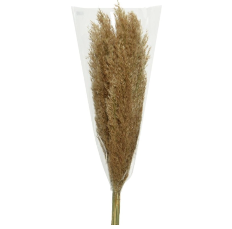 Natural Dried Pampas Grass Wild Reed Plume - Light Brown | Camden & Co